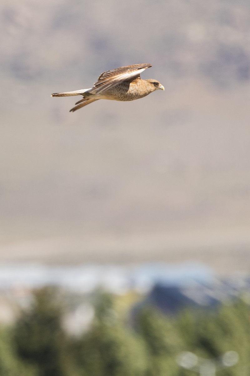 Chimango Caracara - ML627923007