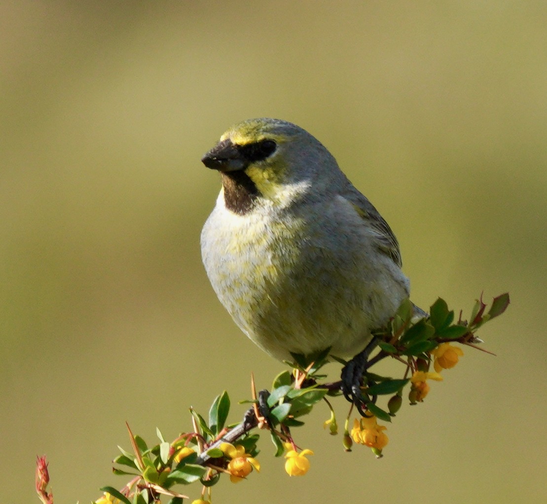 Yellow-bridled Finch - ML627923026