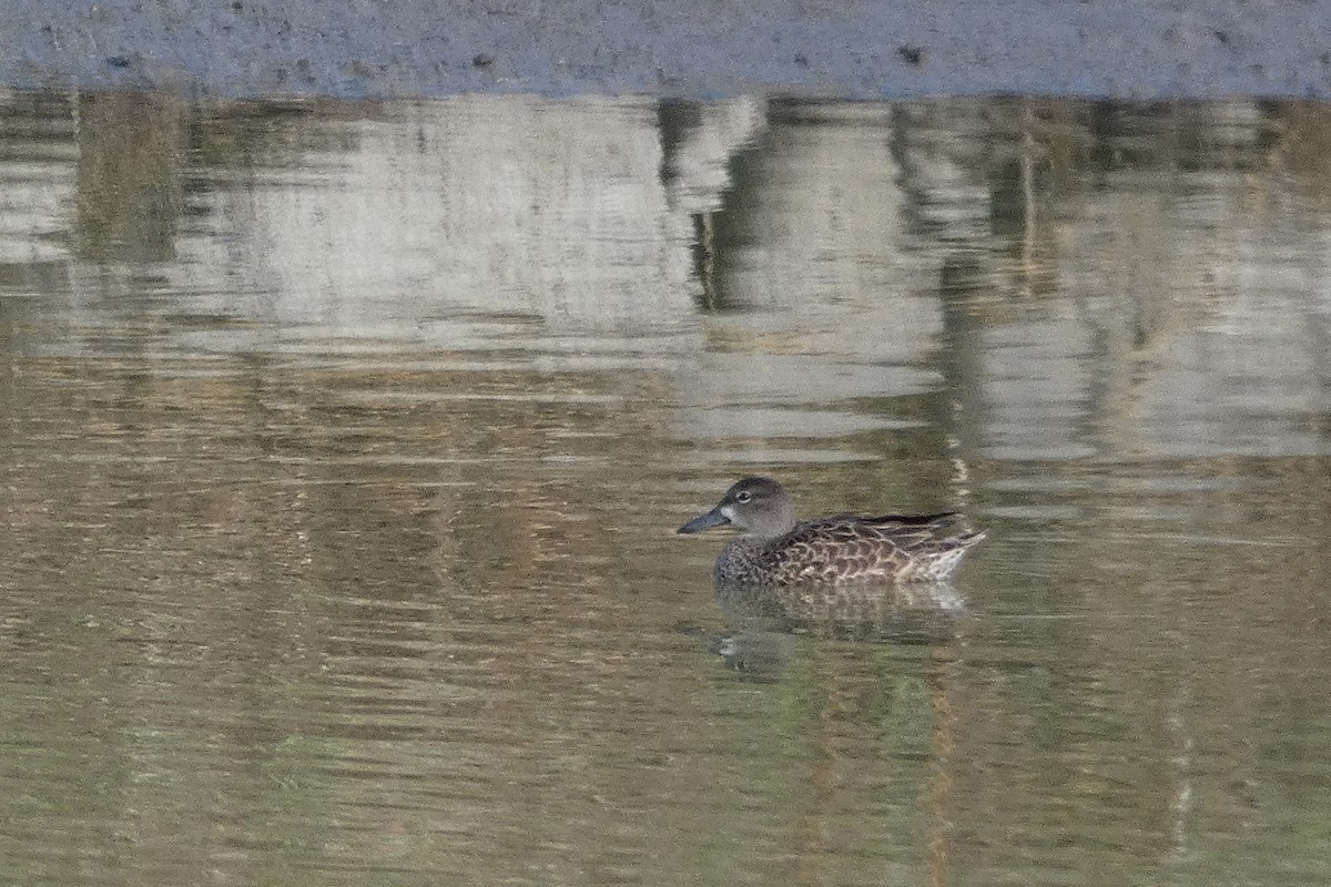 Blue-winged Teal - Xabier Remirez