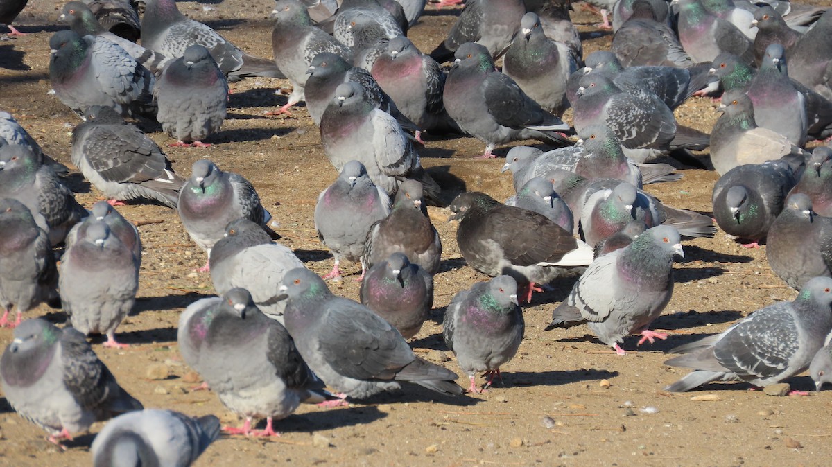 Rock Pigeon (Feral Pigeon) - ML627923203