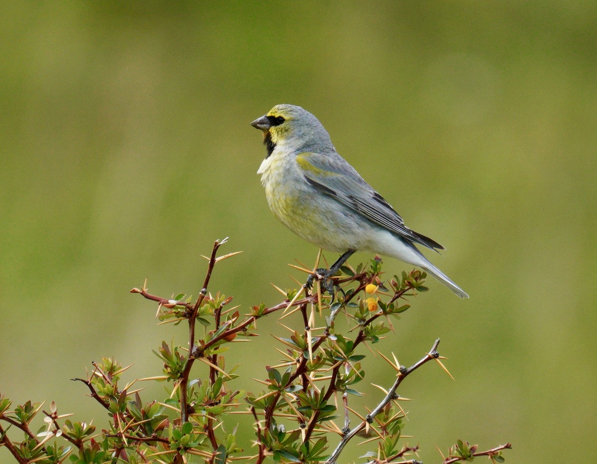 Yellow-bridled Finch - ML627923297