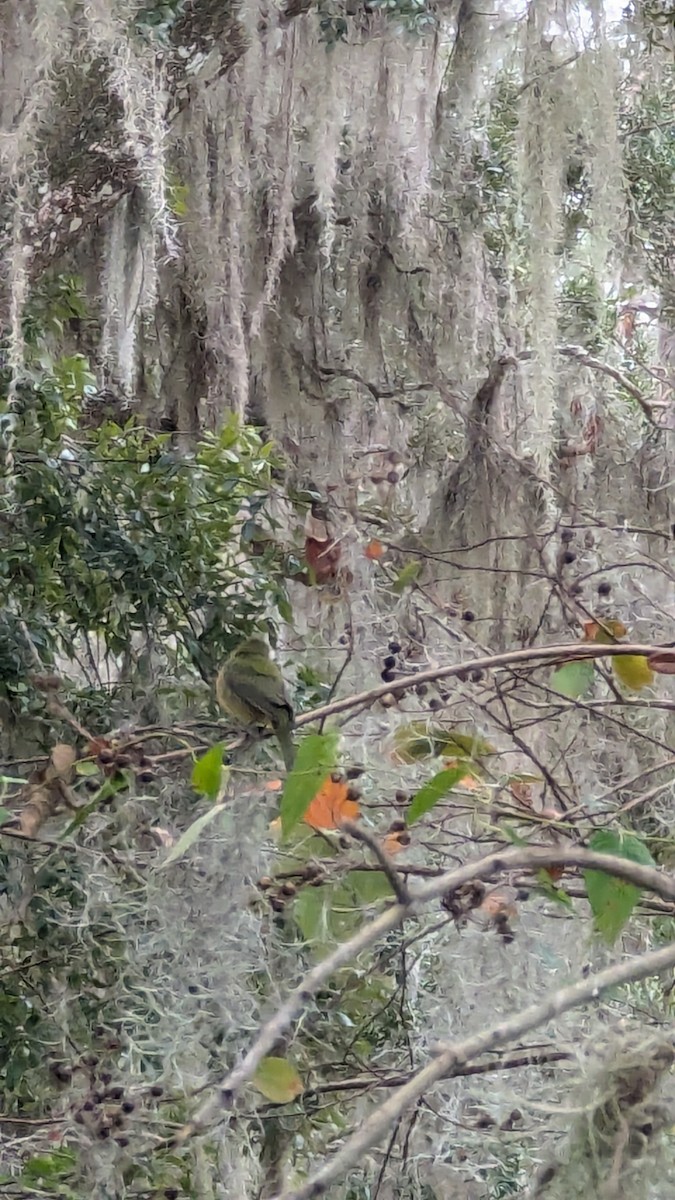 Painted Bunting - ML627923540