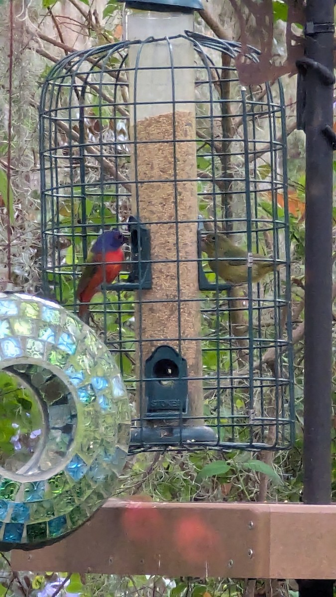 Painted Bunting - ML627923545