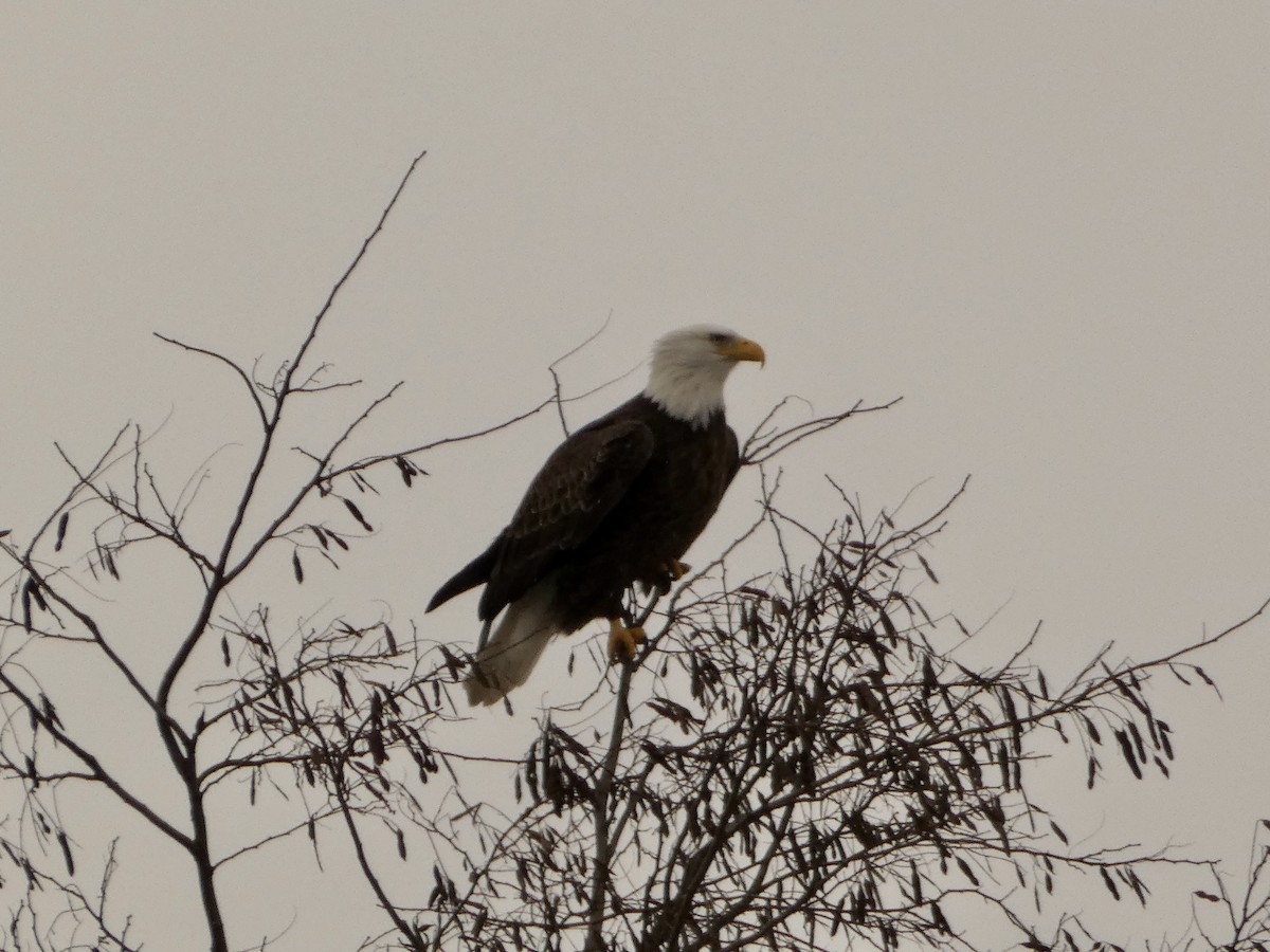 Bald Eagle - ML627923595