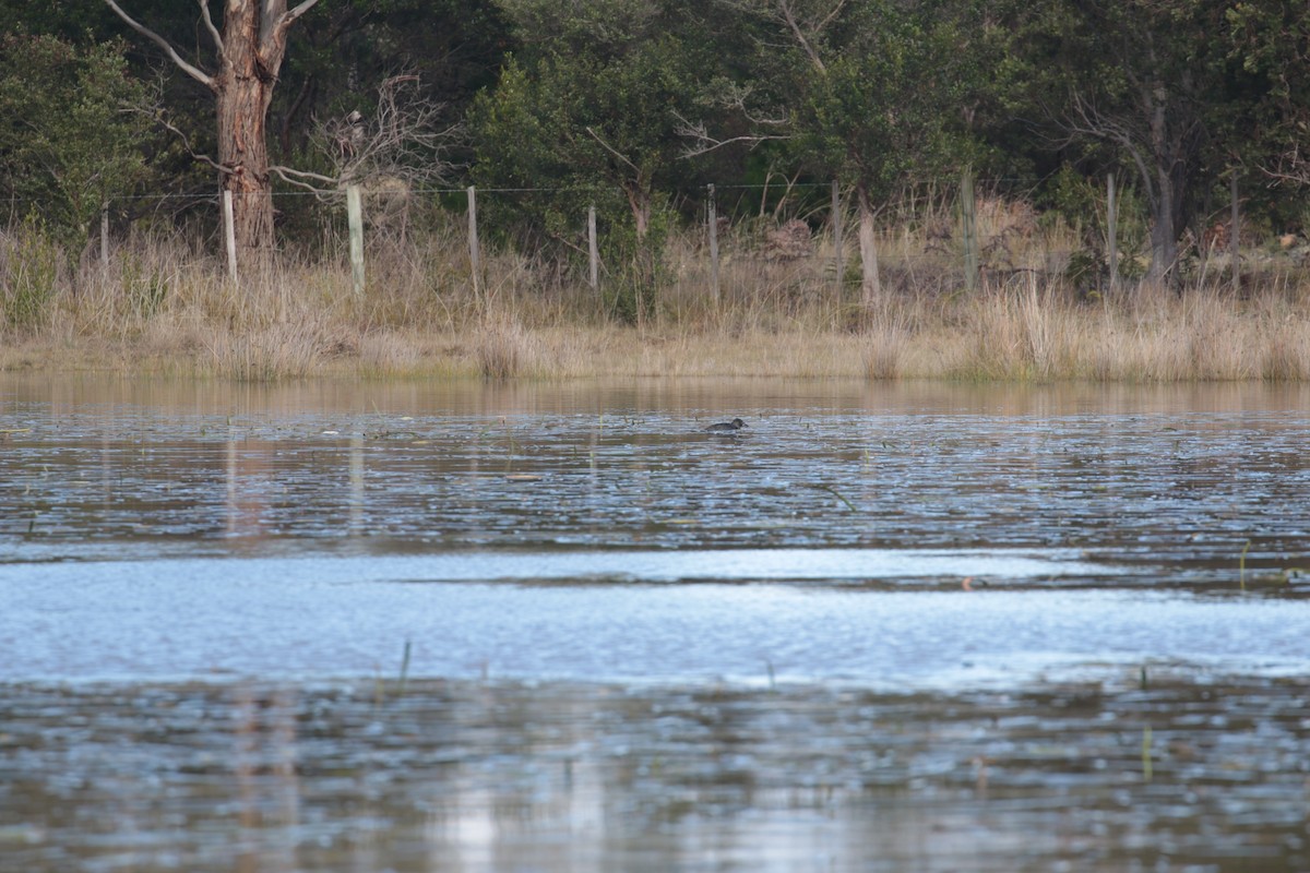 Musk Duck - ML627923600