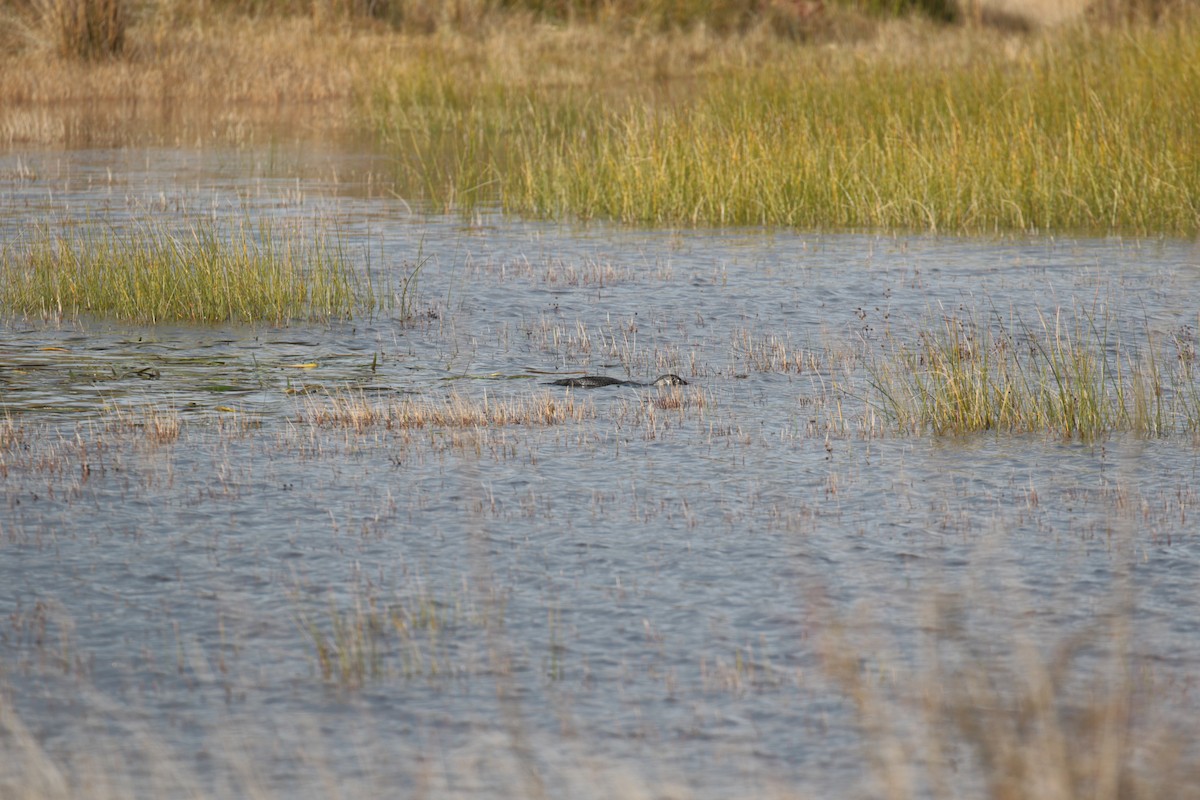 Musk Duck - ML627923601