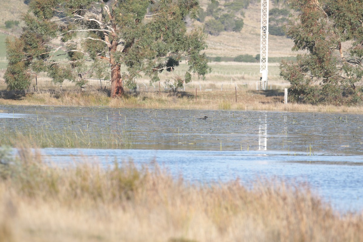 Musk Duck - ML627923602