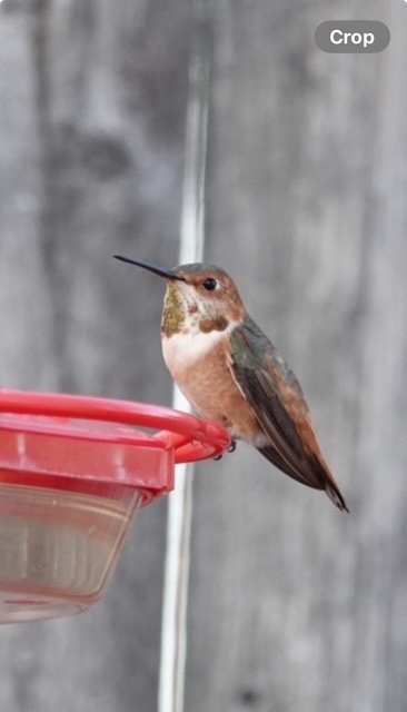 Rufous x Allen's Hummingbird (hybrid) - ML627923670