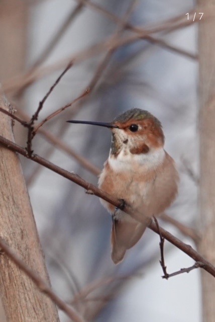 Rufous x Allen's Hummingbird (hybrid) - ML627923671