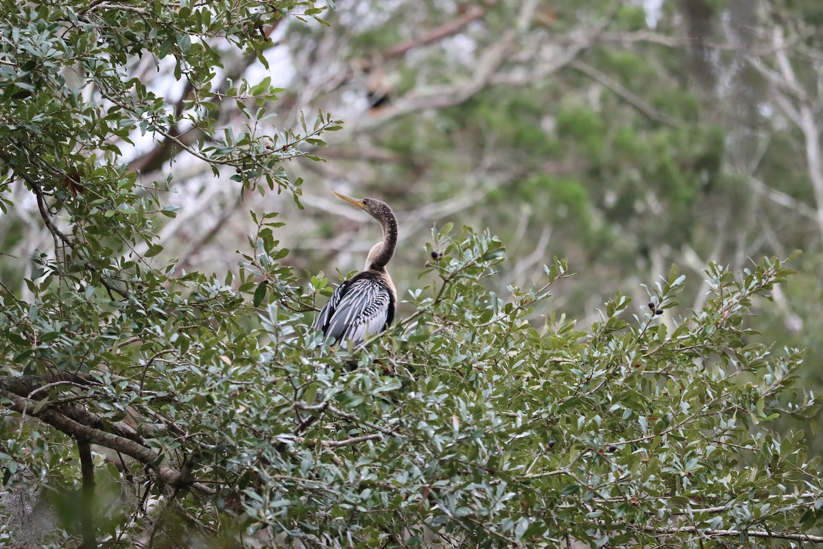 Amerika-Schlangenhalsvogel - ML627923743