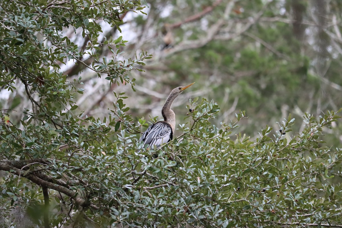 Amerika-Schlangenhalsvogel - ML627923744