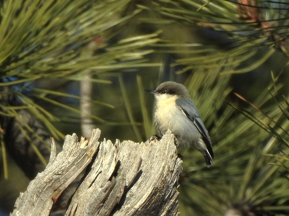 Pygmy Nuthatch - ML627923745