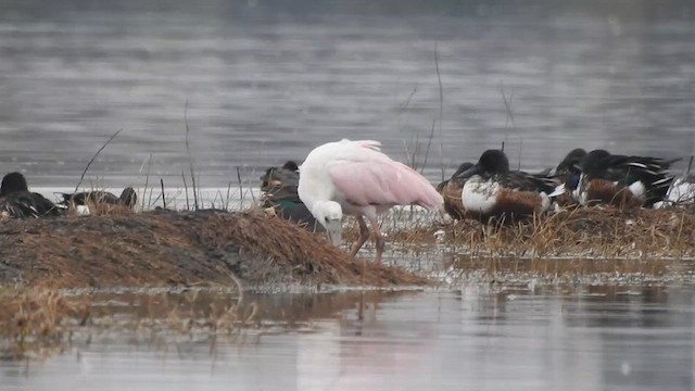 Roseate Spoonbill - ML627923937