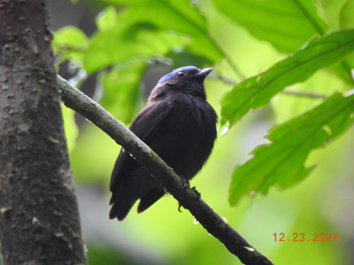 Blue-capped Manakin - ML627924004