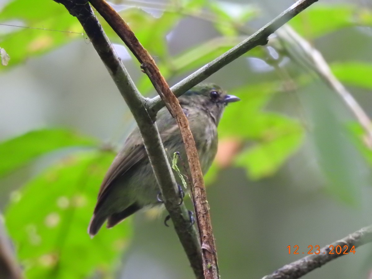 Blue-capped Manakin - ML627924008