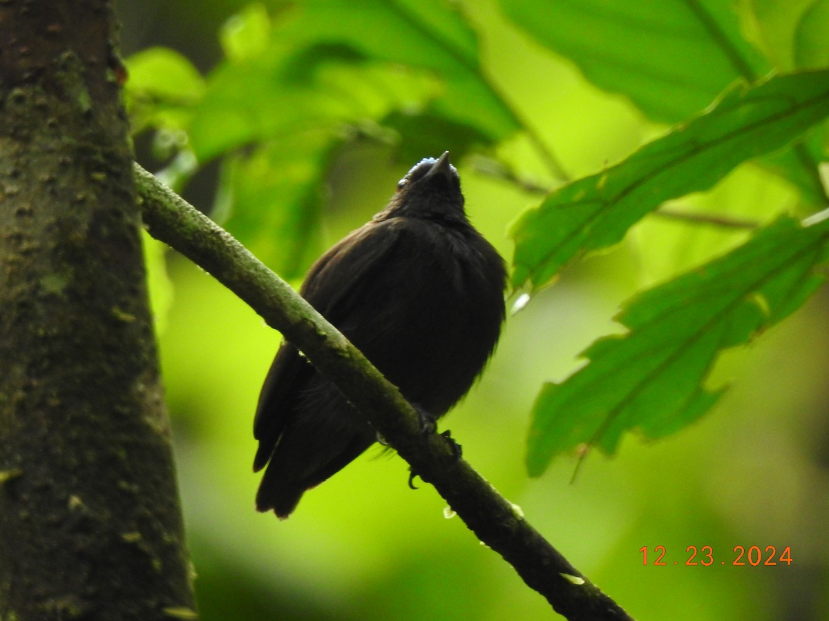 Blue-capped Manakin - ML627924010