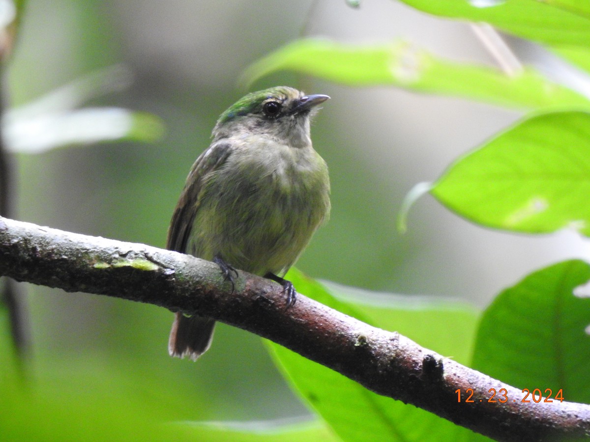 Blue-capped Manakin - ML627924011