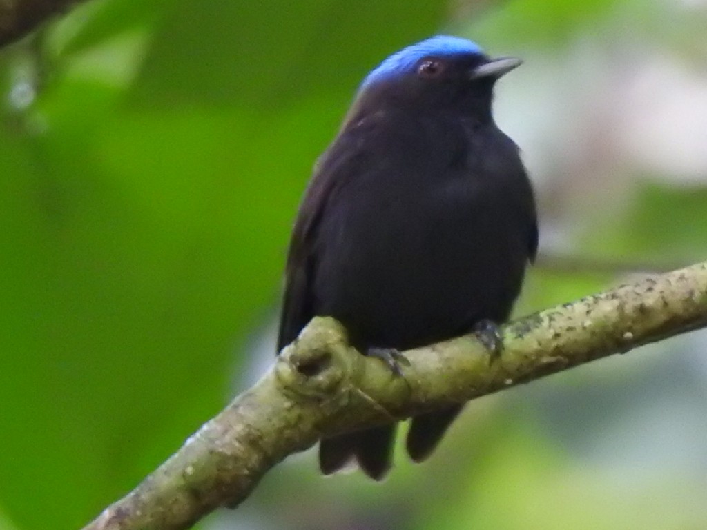 Blue-capped Manakin - ML627924012