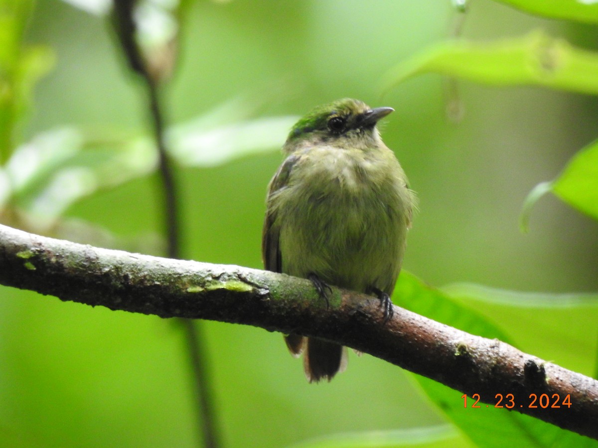 Blue-capped Manakin - ML627924013