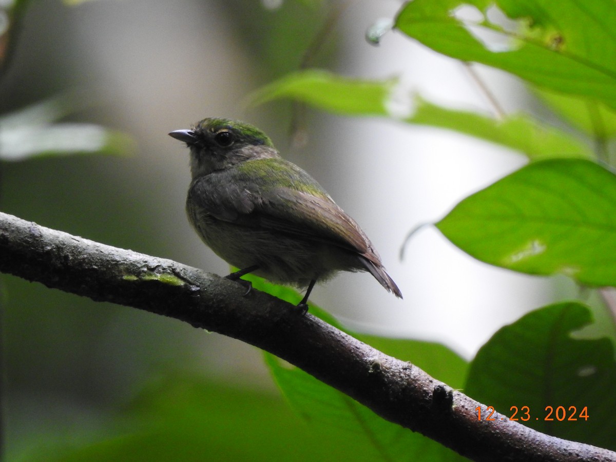 Blue-capped Manakin - ML627924015