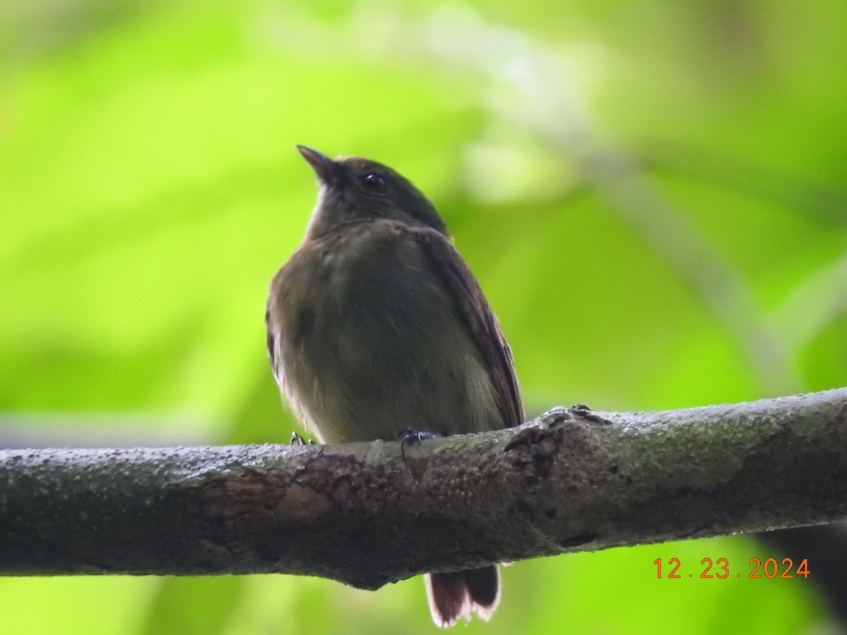 Blue-capped Manakin - ML627924016