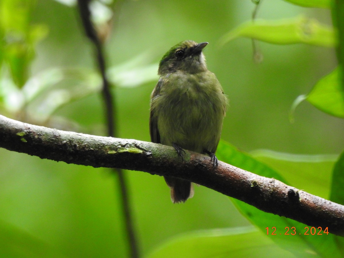 Blue-capped Manakin - ML627924017