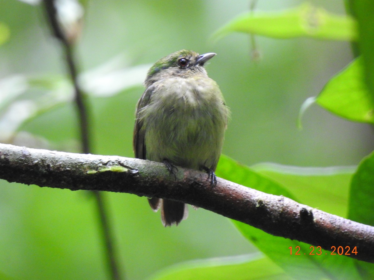 Blue-capped Manakin - ML627924019