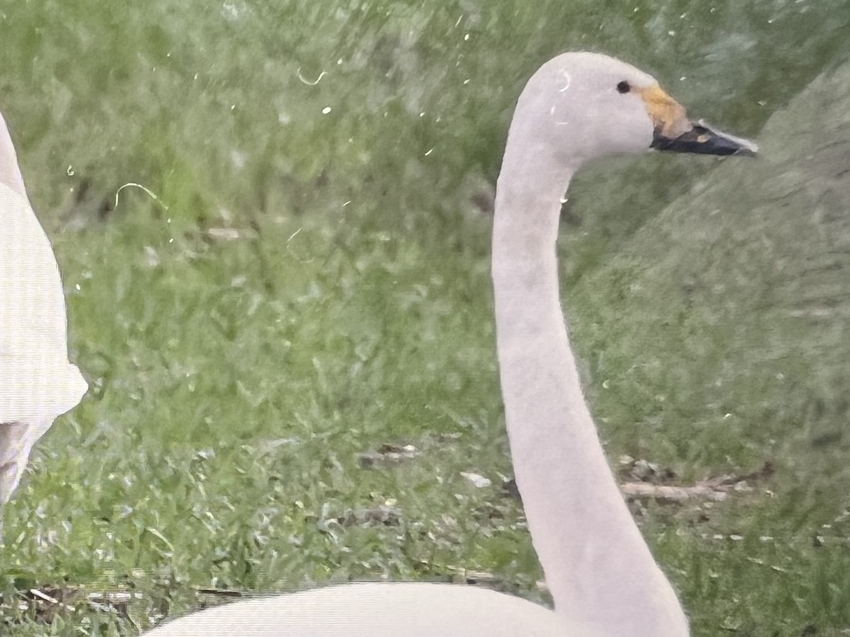 黃嘴天鵝 - ML627924196