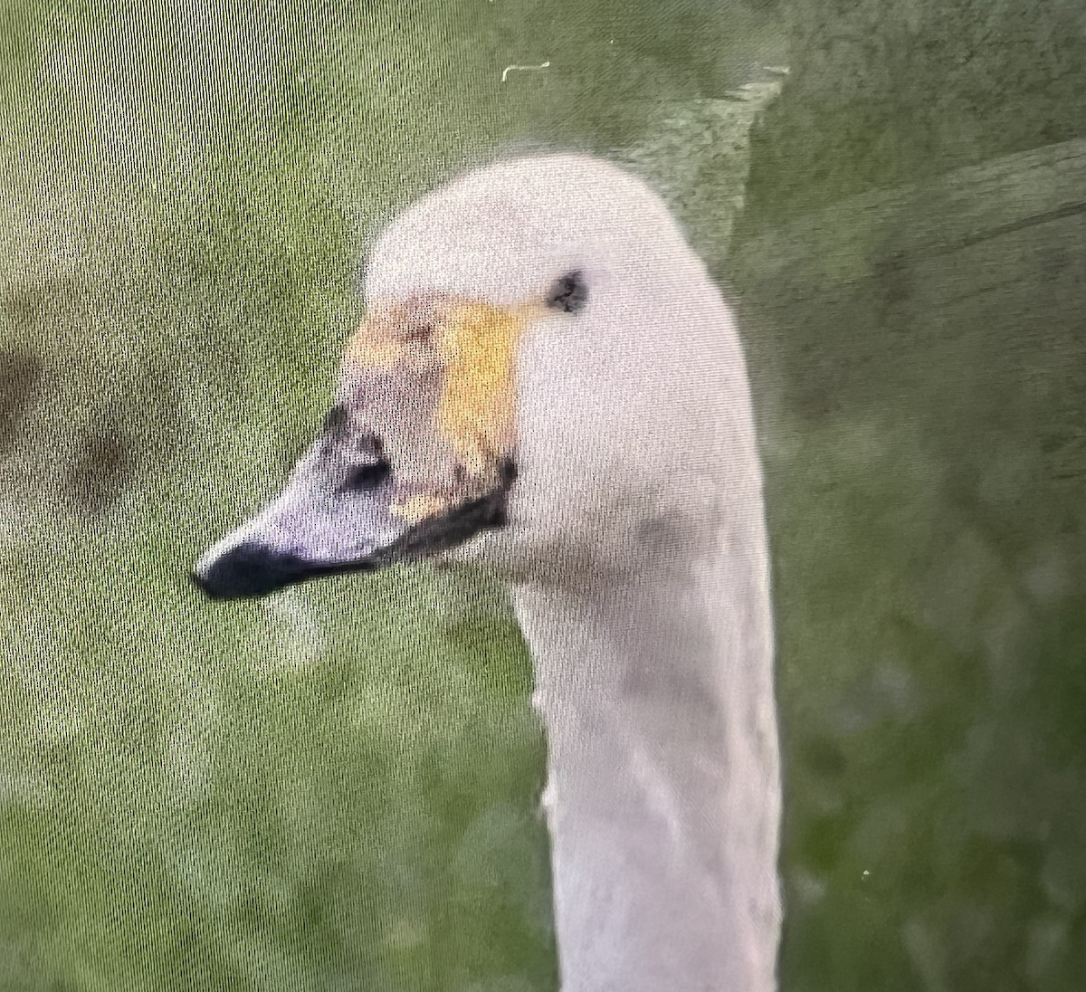 黃嘴天鵝 - ML627924197