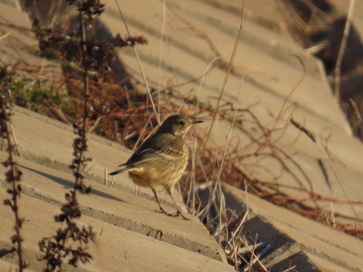 American Pipit - ML627924235