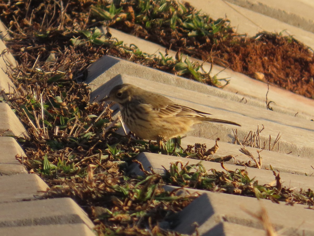 American Pipit - ML627924236
