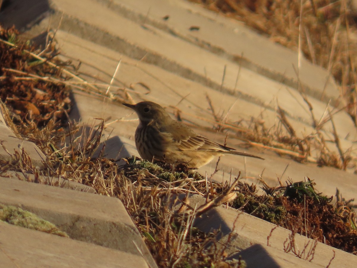 American Pipit - ML627924237