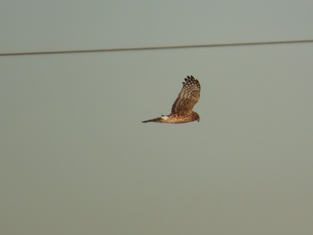 Northern Harrier - ML627924242