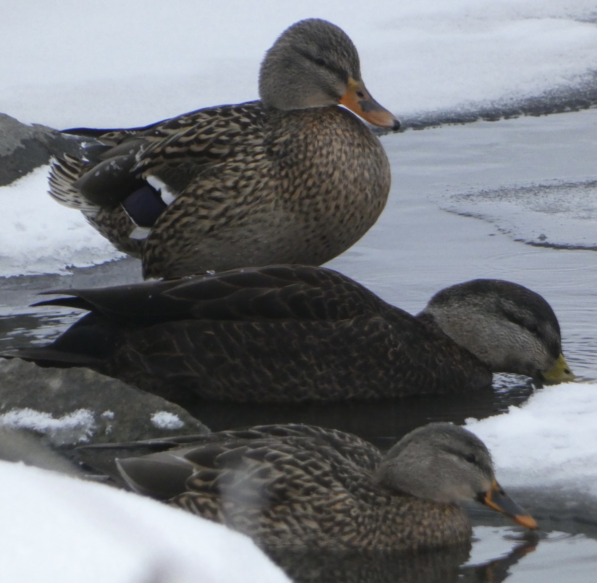 American Black Duck - ML627924323