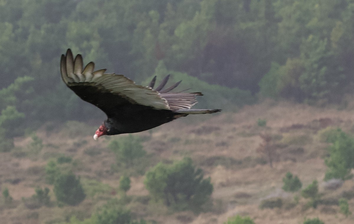 Turkey Vulture - ML627924438