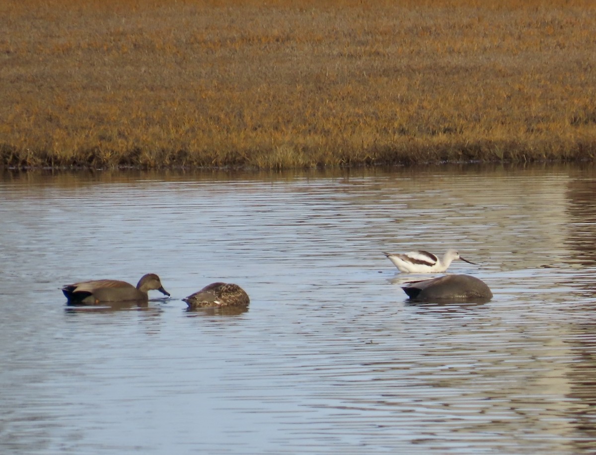 American Avocet - ML627924527