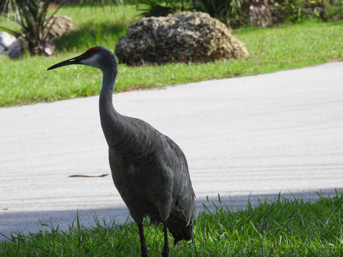 Sandhill Crane - ML627924565