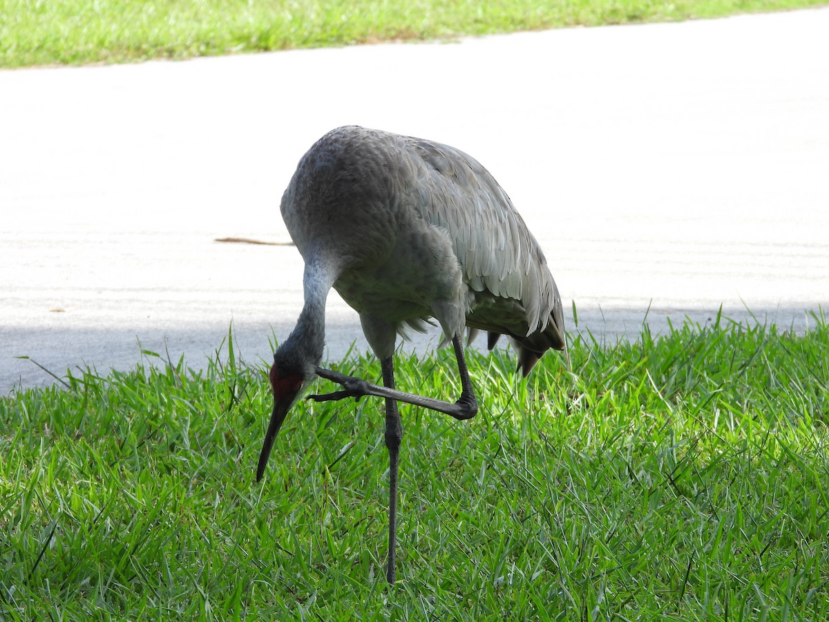 Sandhill Crane - ML627924566