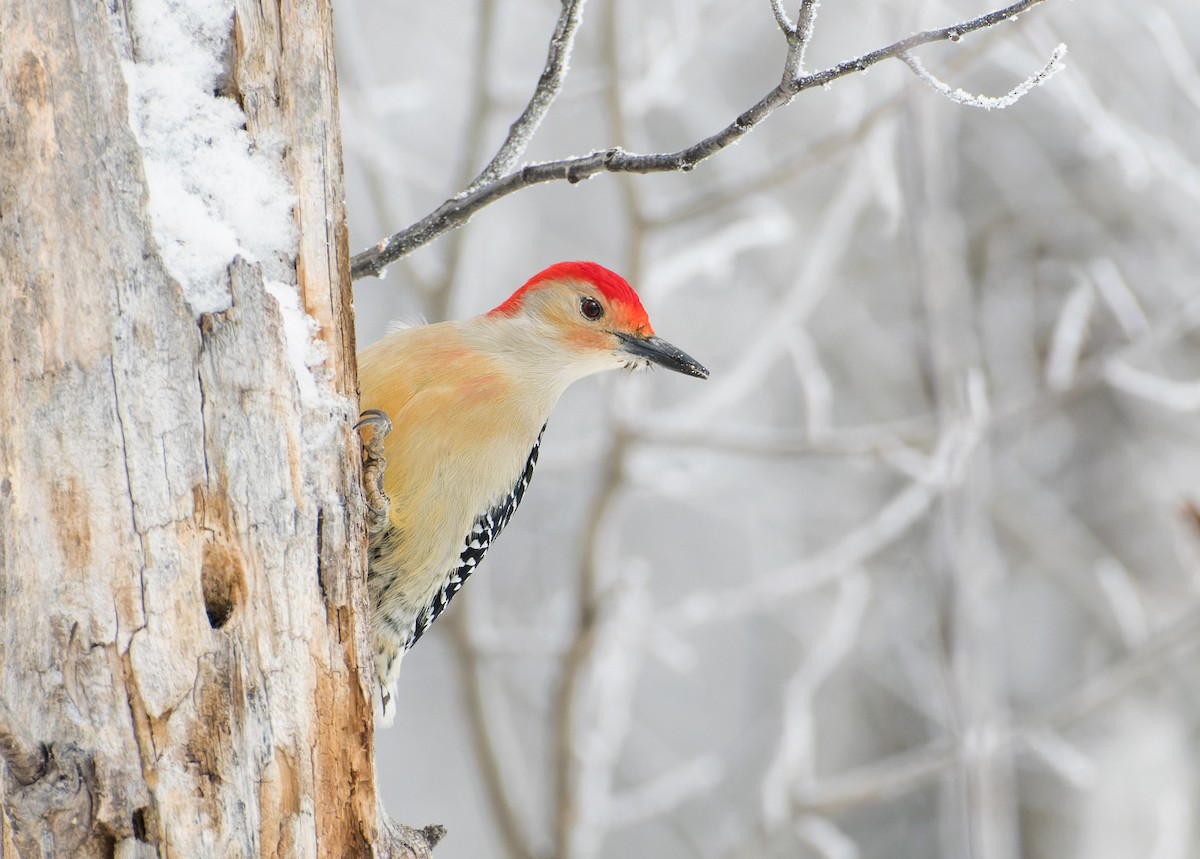 Red-bellied Woodpecker - ML627924570