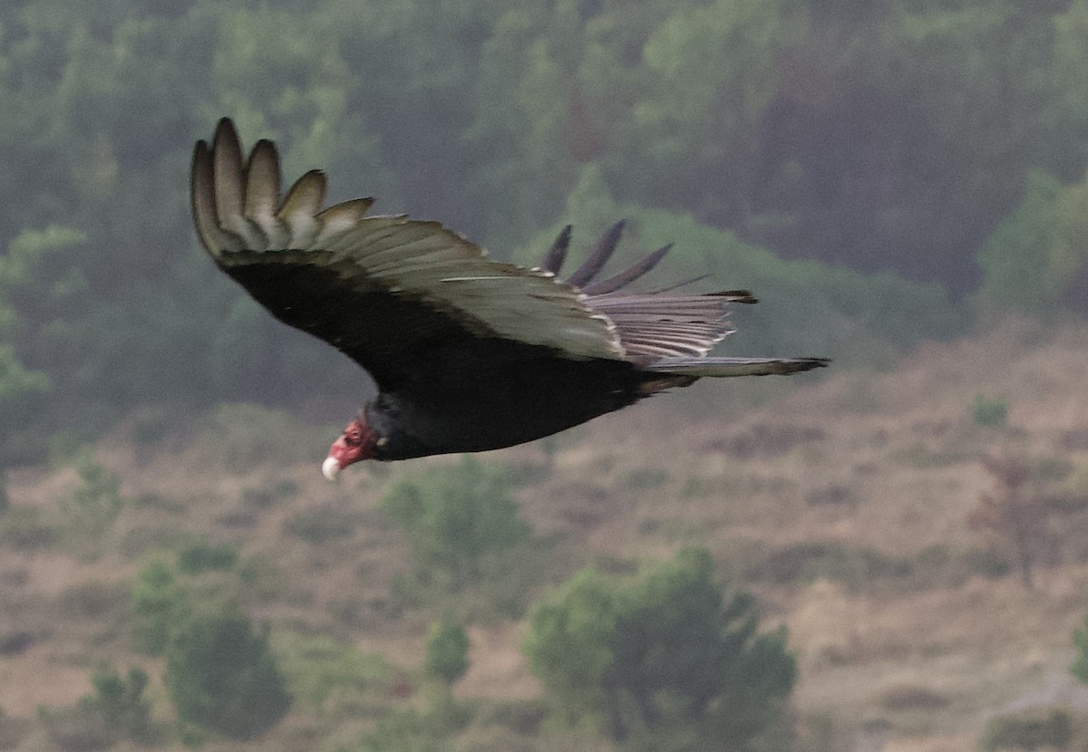 Turkey Vulture - ML627924593