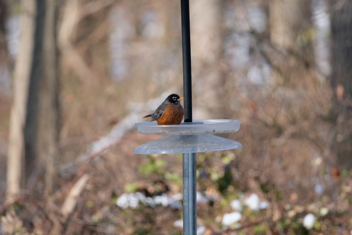 American Robin - ML627924661