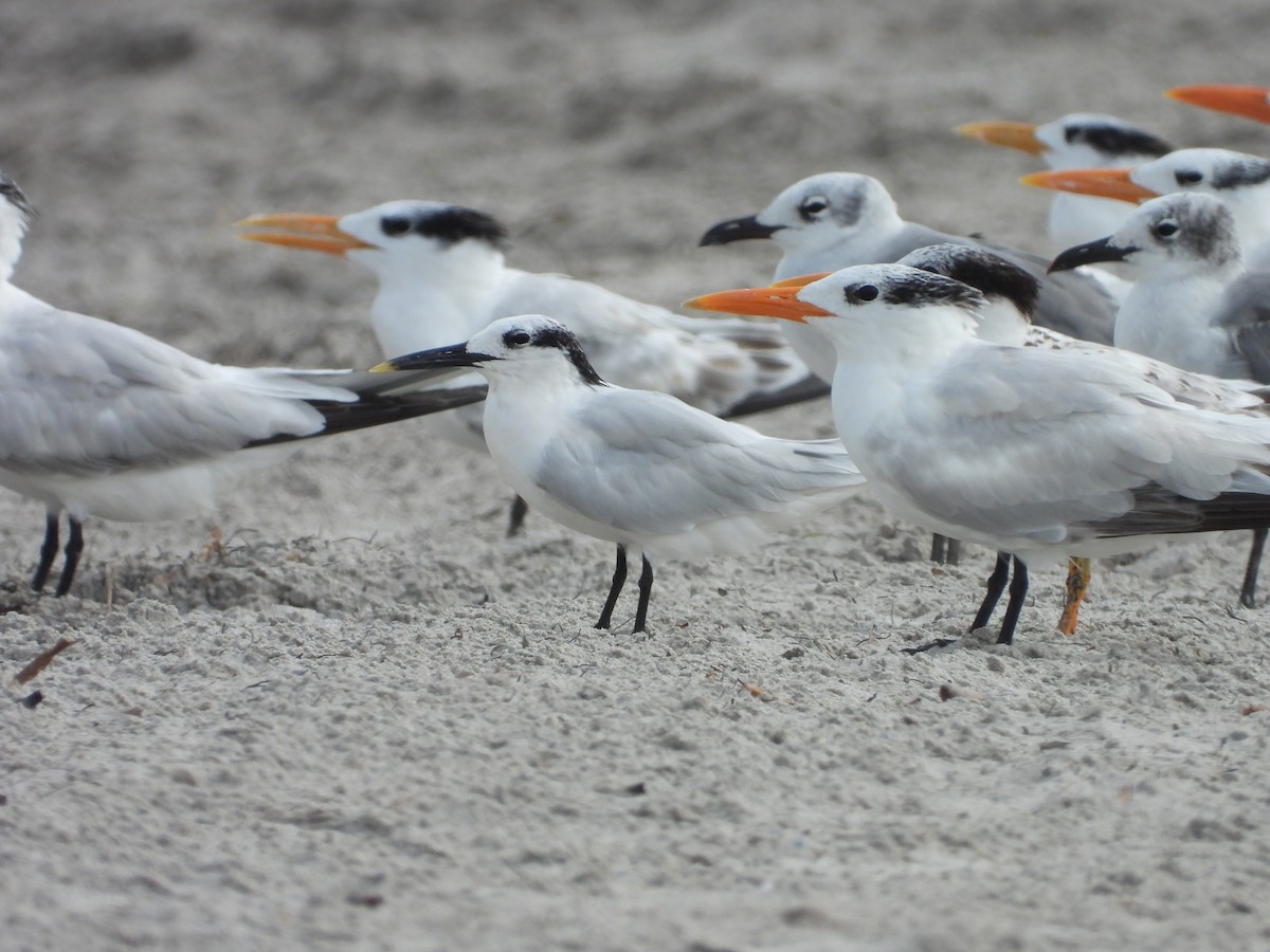 Sandwich Tern - ML627924688