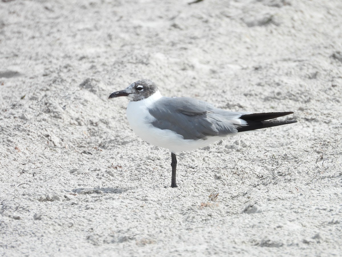 Laughing Gull - ML627924694