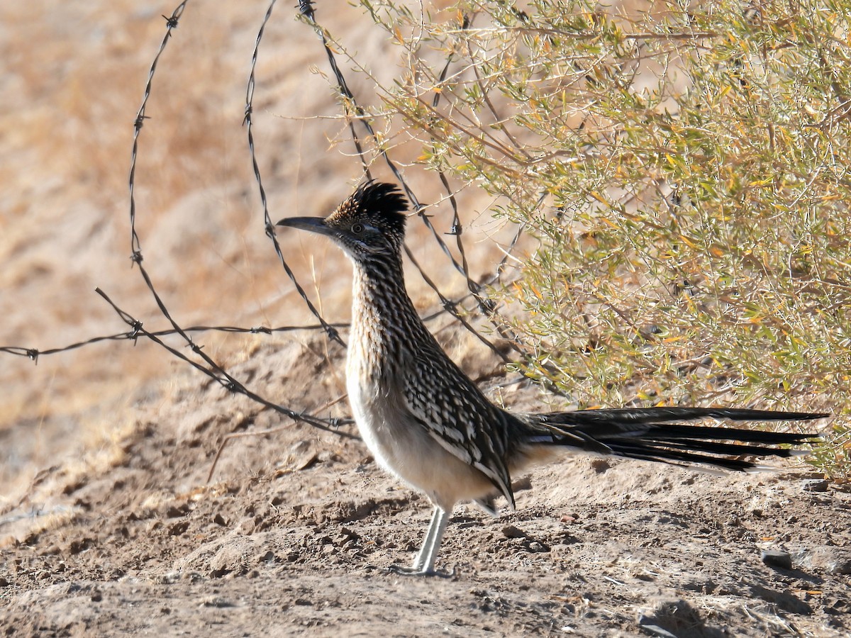 Greater Roadrunner - ML627924713