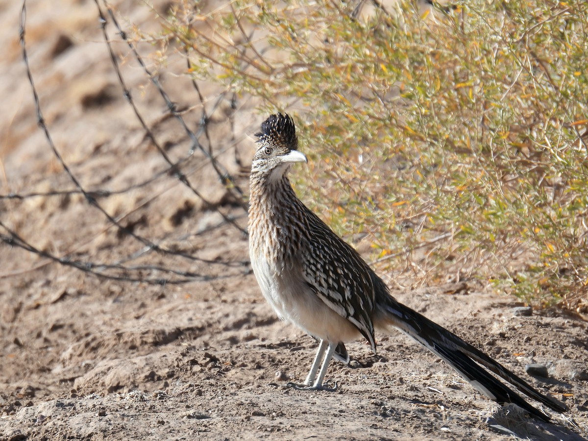 Greater Roadrunner - ML627924714