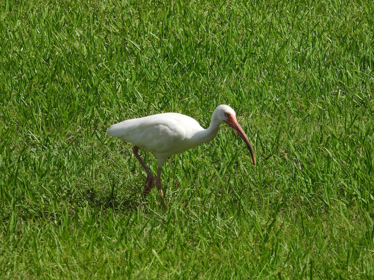 White Ibis - ML627924717