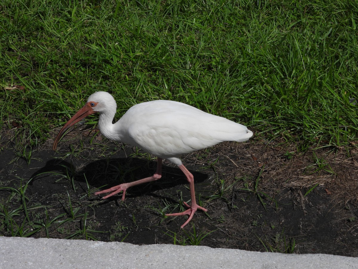 White Ibis - ML627924719