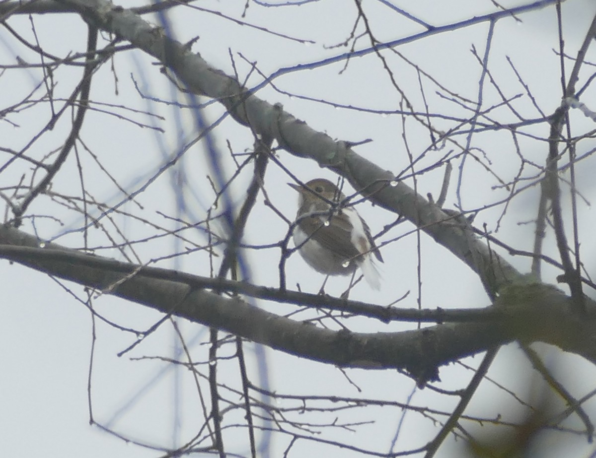 Hermit Thrush - ML627924726