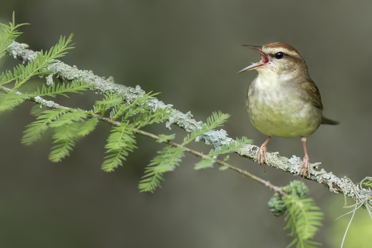 Swainson's Warbler - ML627924803