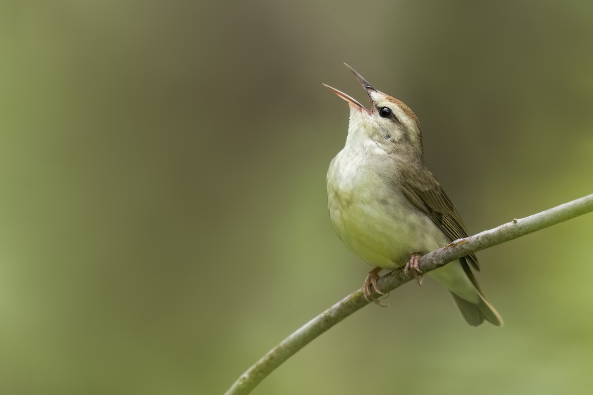 Swainson's Warbler - ML627924835